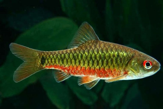 Барбус зеленый - Barbus semifasciolatus