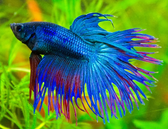 Betta splendens