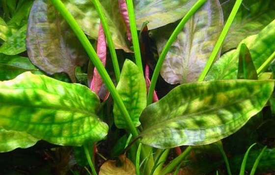 Криптокорина сердцевидная - Сryptocoryne cordata