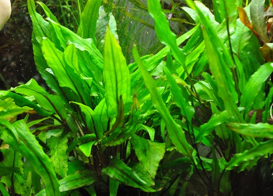 Cryptocoryne affinis