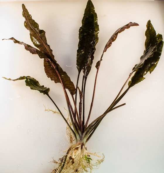 Cryptocoryne blassii