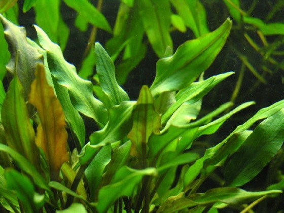 Cryptocoryne lutea