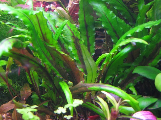 Криптокорина желтая - Cryptocoryne lutea