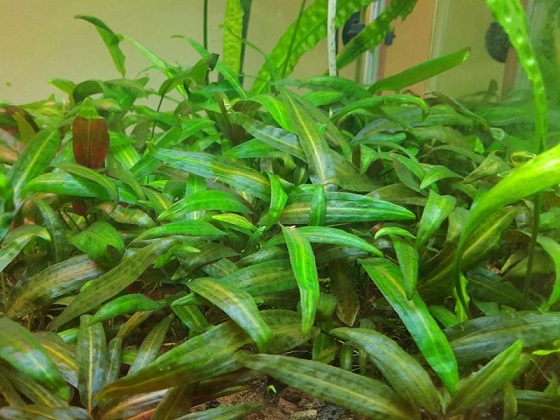 Криптокорина родственная - Cryptocoryne affinis