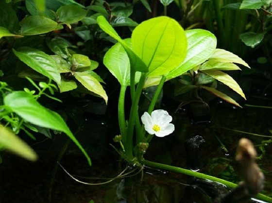 Echinodorus cordifolius