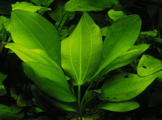 Echinodorus cordifolius в аквариуме