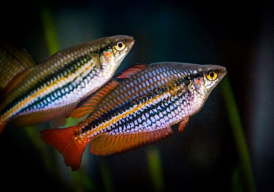 Melanotaenia splendida australis