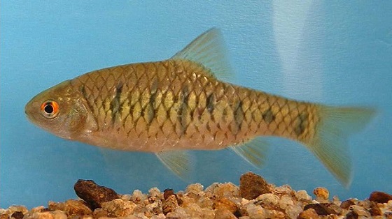 Barbus semifasciolatus в аквариуме