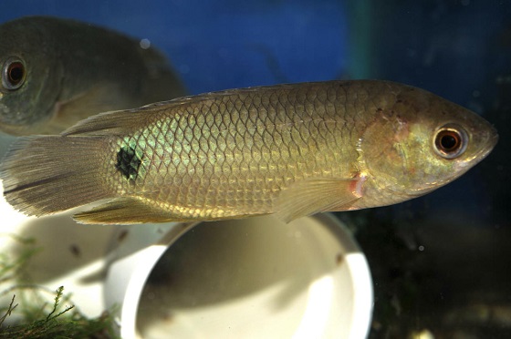 Anabas testudineus