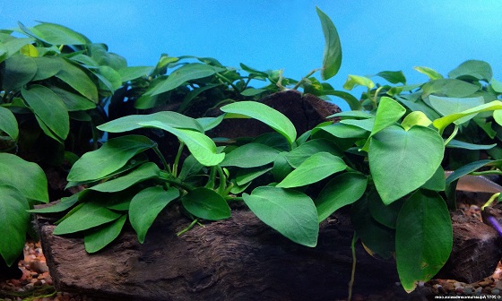 Растение Anubias barteri