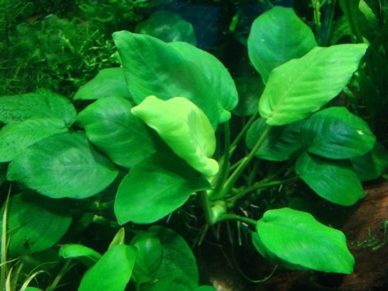 Anubias barteri