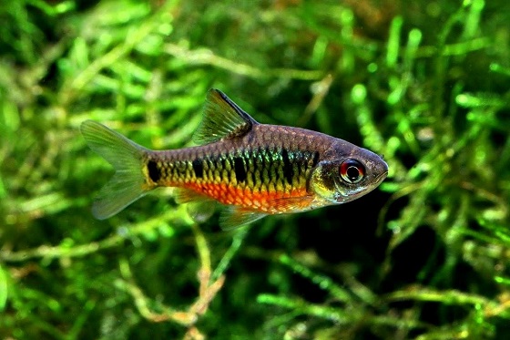 Barbus semifasciolatus