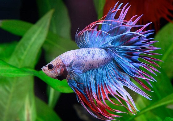 Бойцовый Петушок - Betta splendens