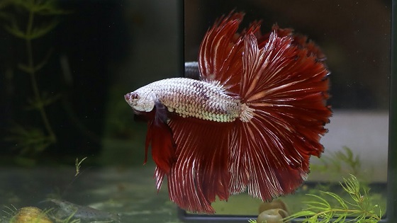 Betta splendens в аквариуме