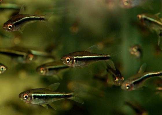 Hyphessobrycon herbertaxelrodi