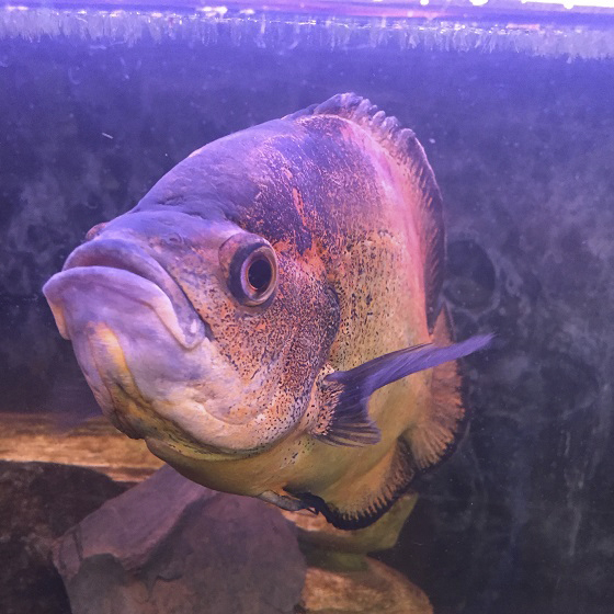 Astronotus ocellatus