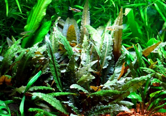 Криптокорина Петча - Cryptocoryne petchii