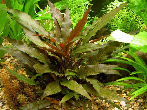 Cryptocoryne wendtii