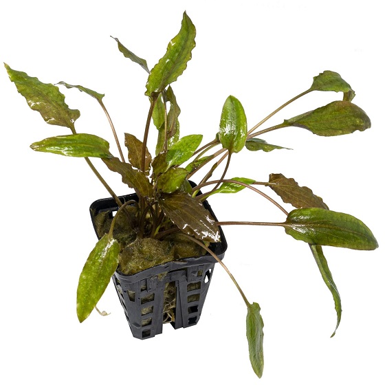 Криптокорина Бласса - Cryptocoryne blassii