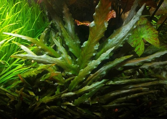 Cryptocoryne petchii