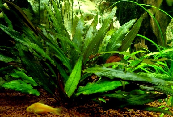 Растение Cryptocoryne petchii