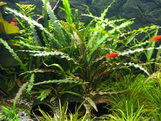 Cryptocoryne spiralis