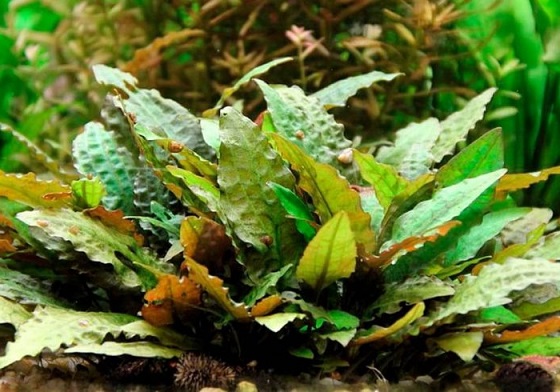 Криптокорина Вендта - Cryptocoryne wendtii