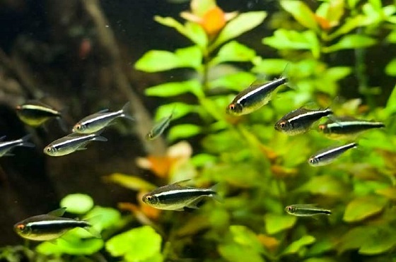 Рыбка Hyphessobrycon herbertaxelrodi