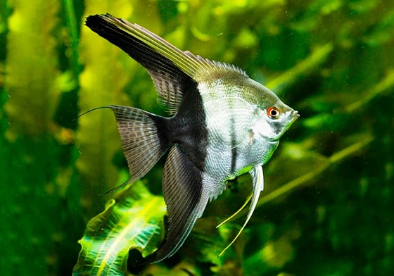 Pterophyllum scalare bicolor