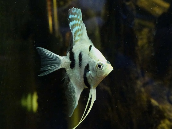 Pterophyllum scalare