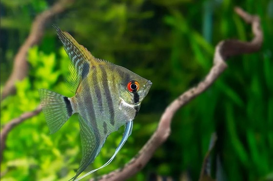 Рыбка Pterophyllum scalare в аквариуме