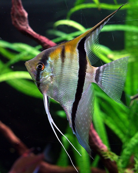 Рыбка Pterophyllum scalare