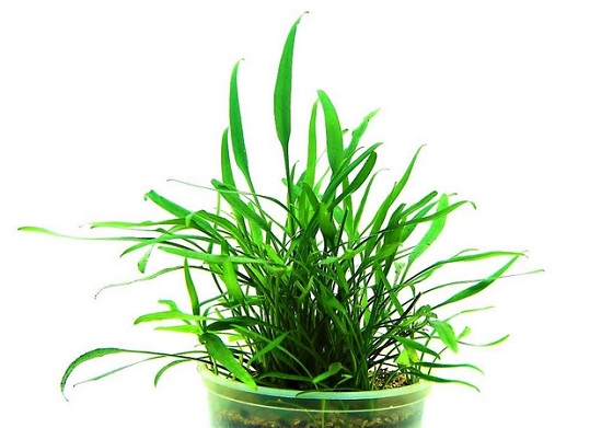 Криптокорина блестящая - Сryptocoryne lucens