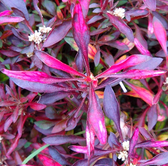 Alternanthera sessilis