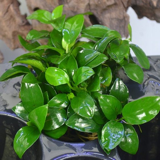 Растение Anubias nana