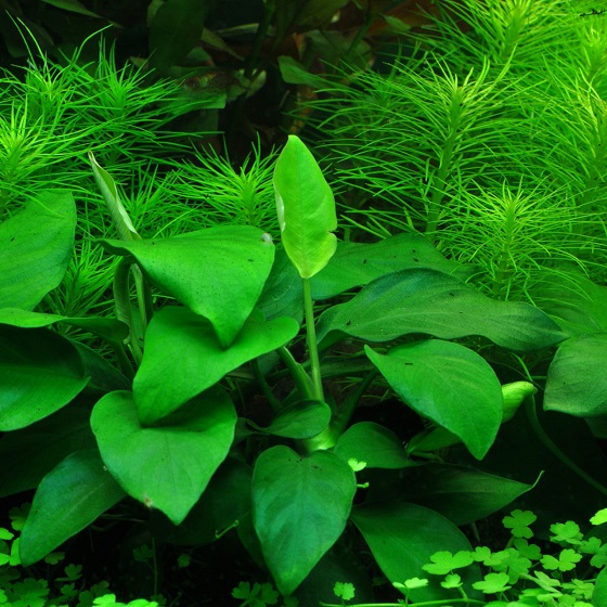 Anubias nana