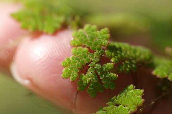 Azolla caroliniana