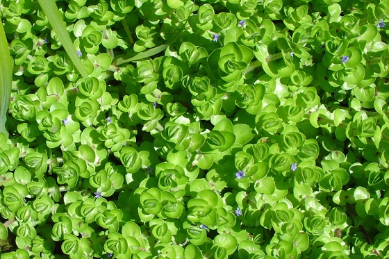 Растение Bacopa caroliniana