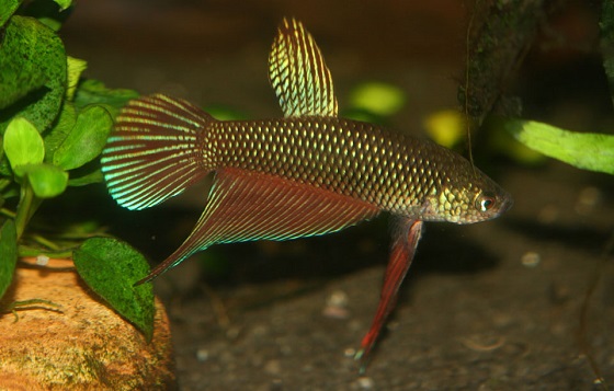 Рыбка Betta smaragdina