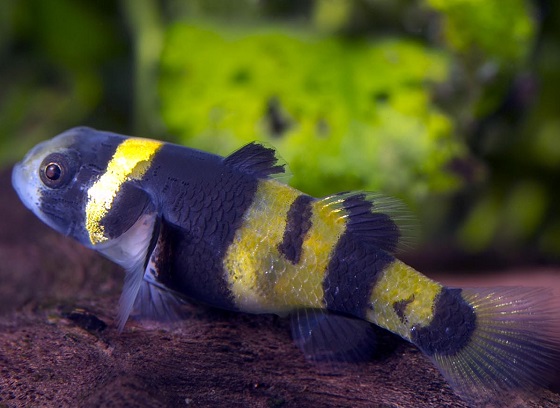 Brachygobius doriae