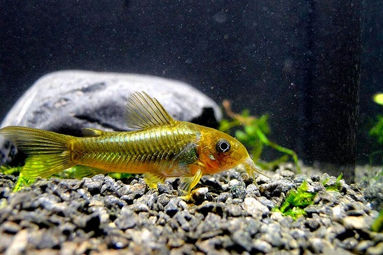 Corydoras aeneus