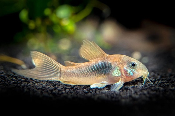 Сомик коридорас золотистый - Corydoras aeneus