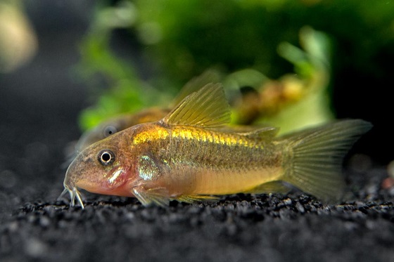 Коридорас золотистый - Corydoras aeneus