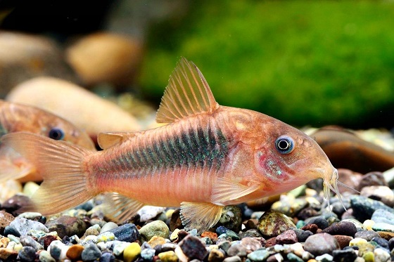 Corydoras aeneus в аквариуме