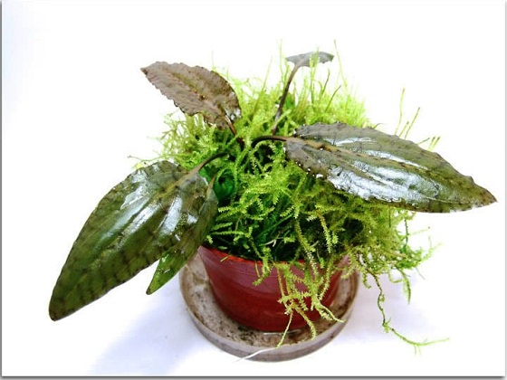 Криптокорина красноцветковая - Cryptocoryne purpurea