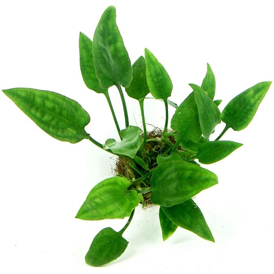 Cryptocoryne pontederiifolia