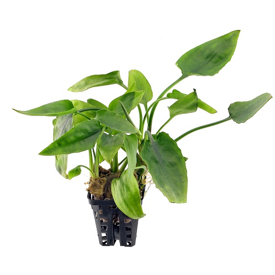 Криптокорина понтедериеволистная - Cryptocoryne pontederiifolia