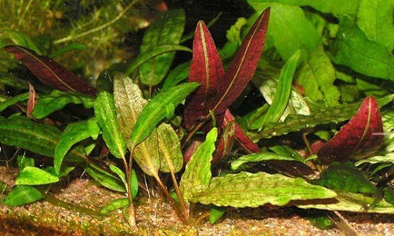 Криптокорина пурпурная - Cryptocoryne purpurea