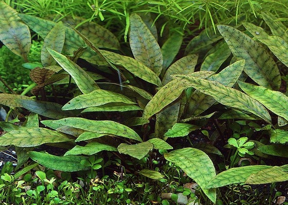 Cryptocoryne purpurea