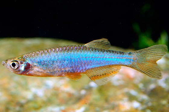 Данио розовый - Pearl danio